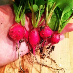First of the Radishes! Bear Creek Road