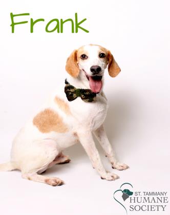 sths-frank-adoptable-21116