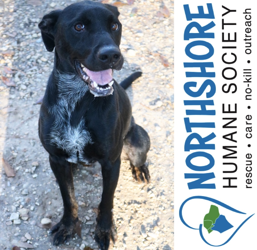 NHS Pet of the Week:  Roscoe