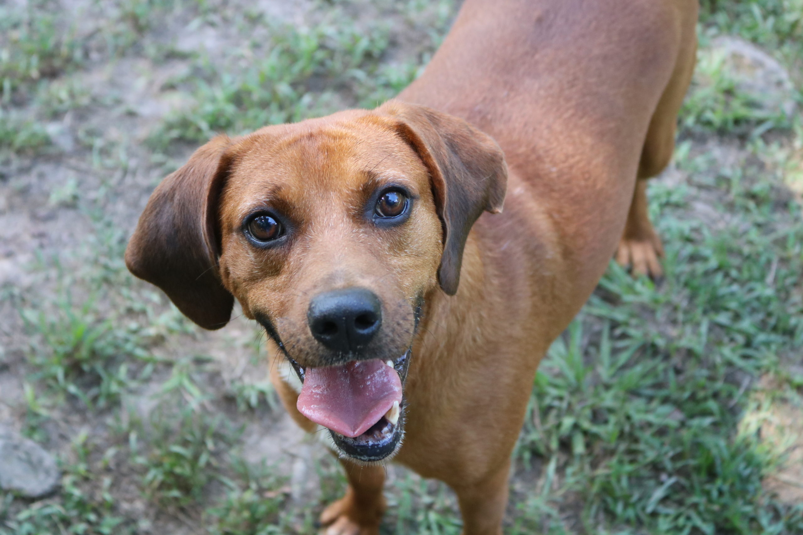 NHS Pet of the Week