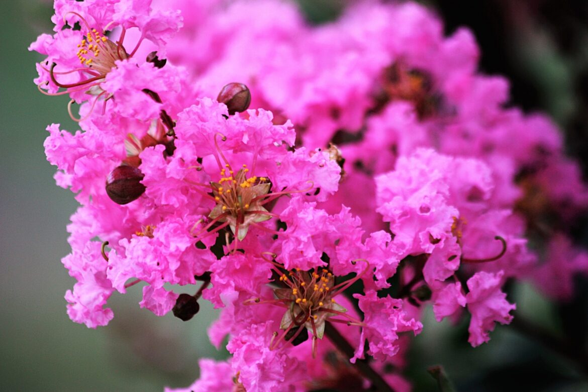 Flora of Covington: the Crape Myrtle