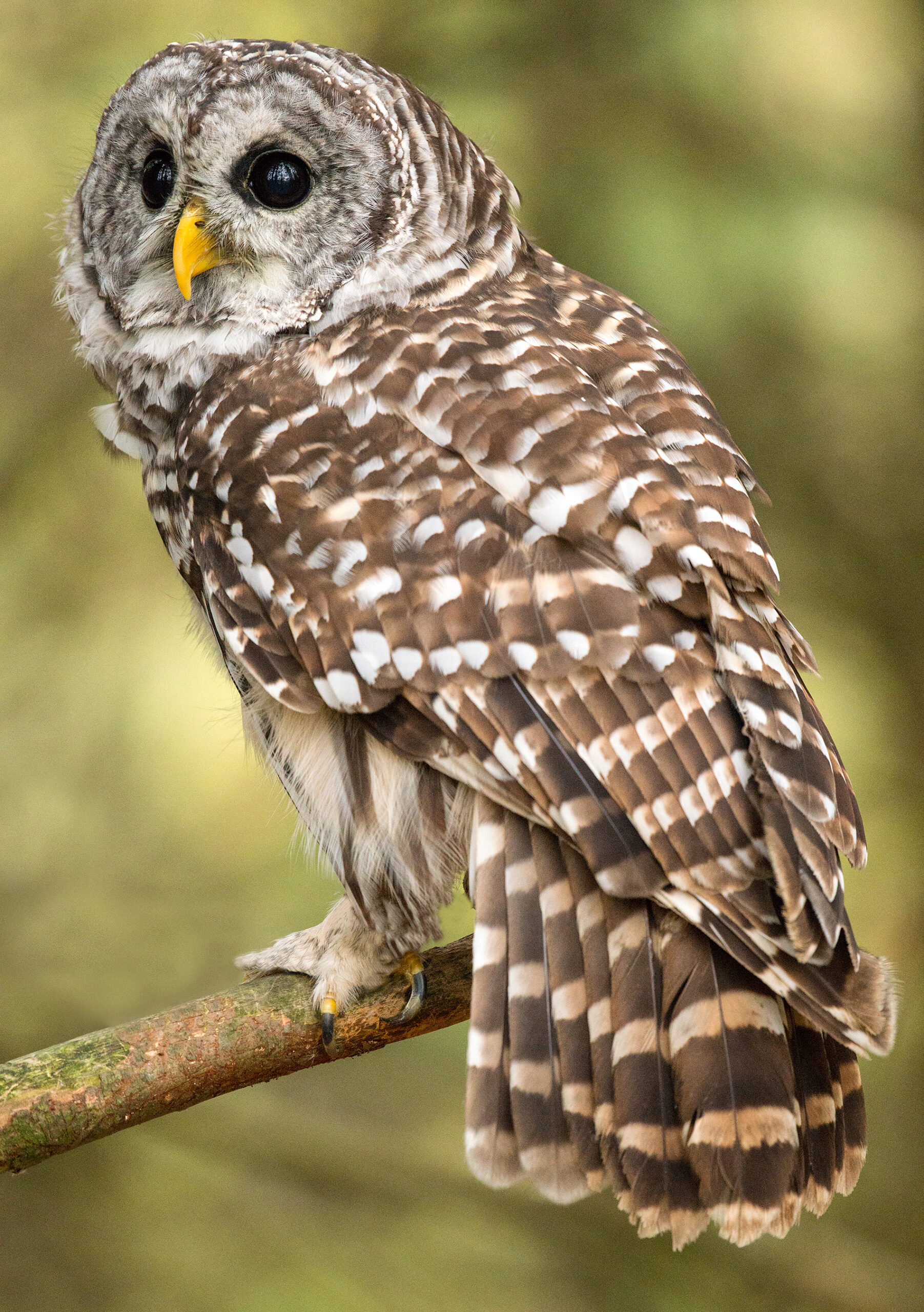 hoot-dat-a-guide-to-louisiana-owls-covington-weekly