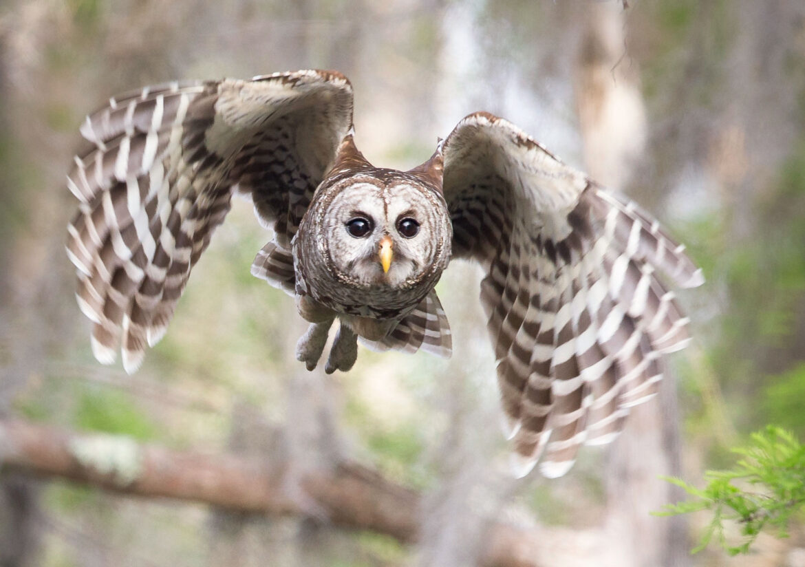 Hoot Dat! A Guide to Louisiana Owls