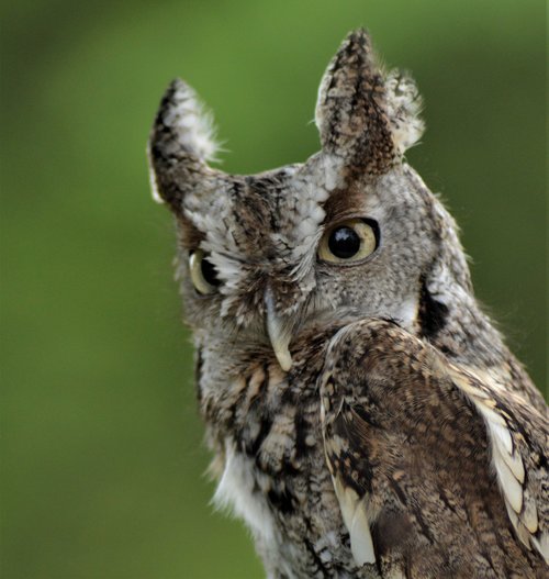Hoot Dat! A Guide to Louisiana Owls | Covington Weekly