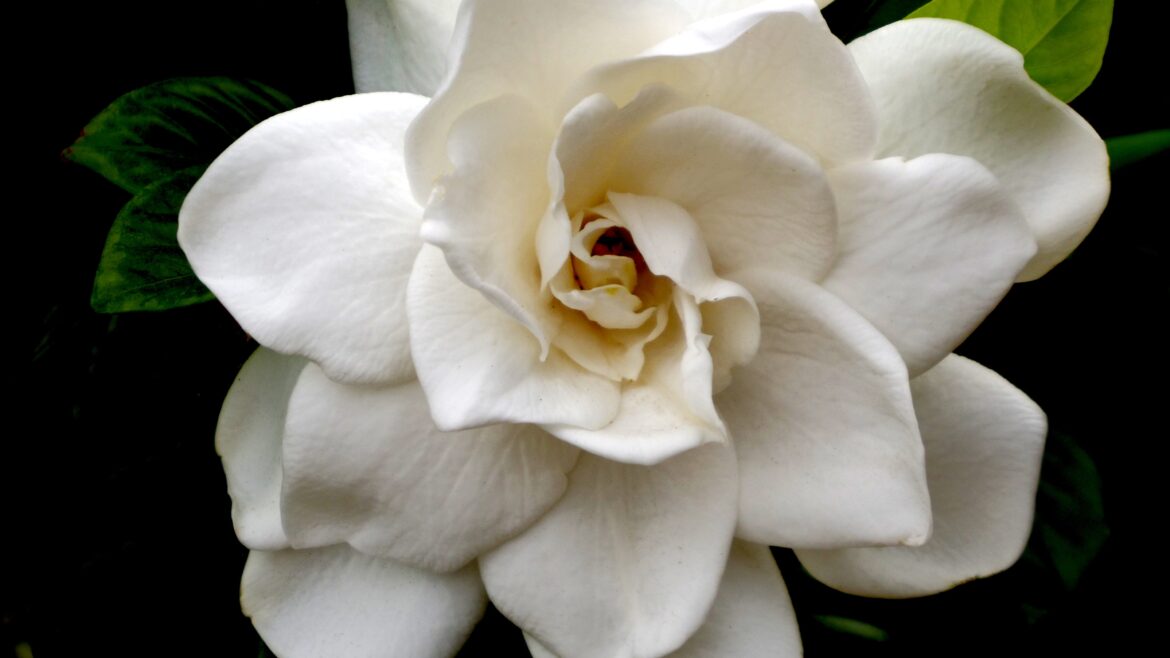 Flora of Covington: Gardenia, a Symbol of Love