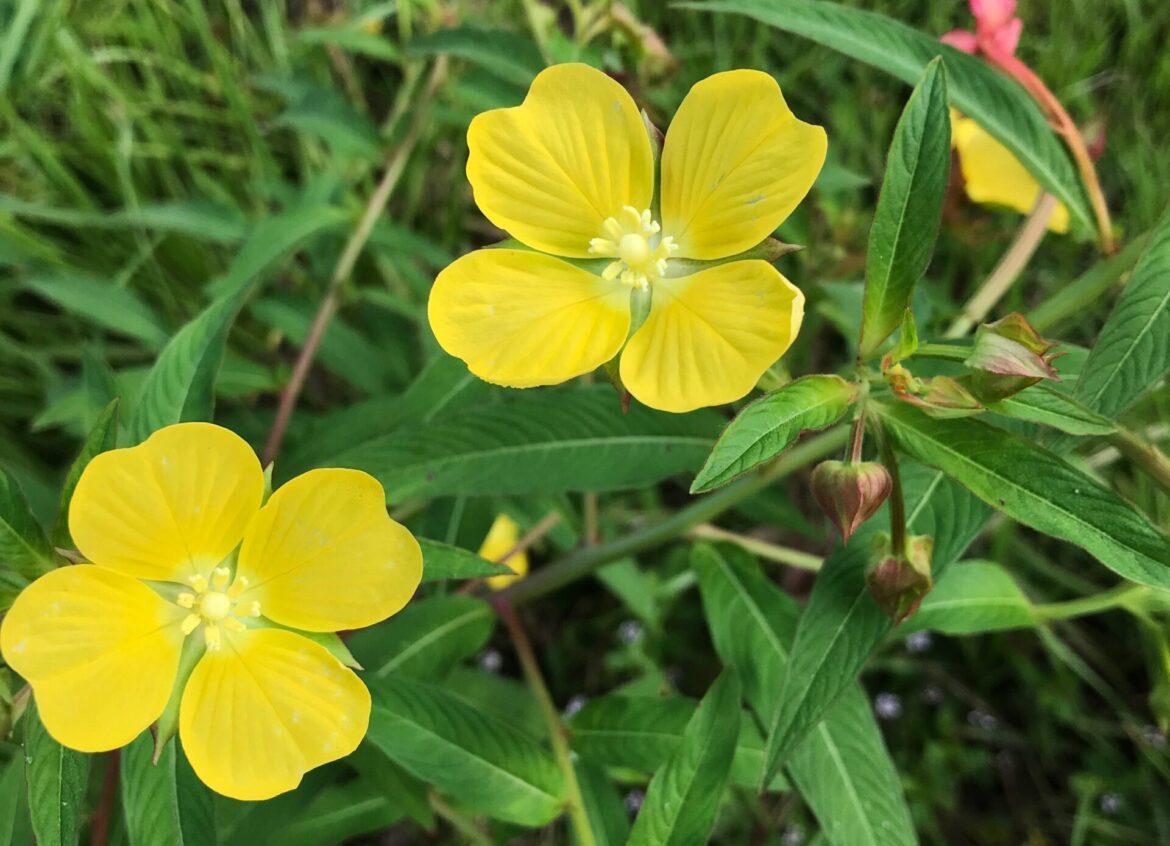 Flora of Covington: Mexican Primrose-Willow