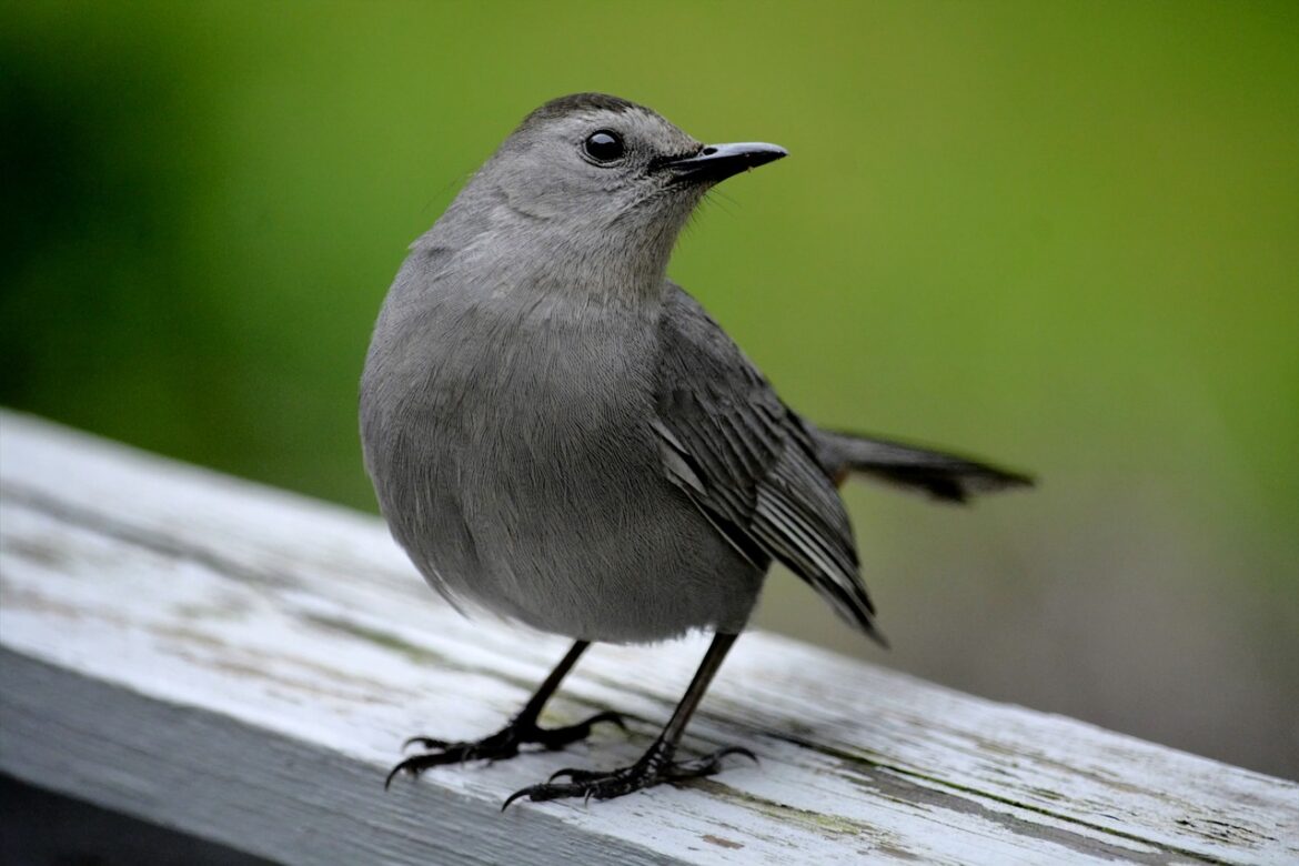 Wildlife Lookout: Catbirds & Mockingbirds