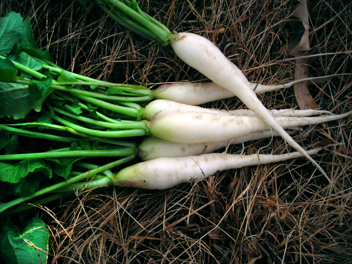 Farmers Market Recipe – Daikon & Sweet Potato Soup PLUS Honey Lime Vinaigrette